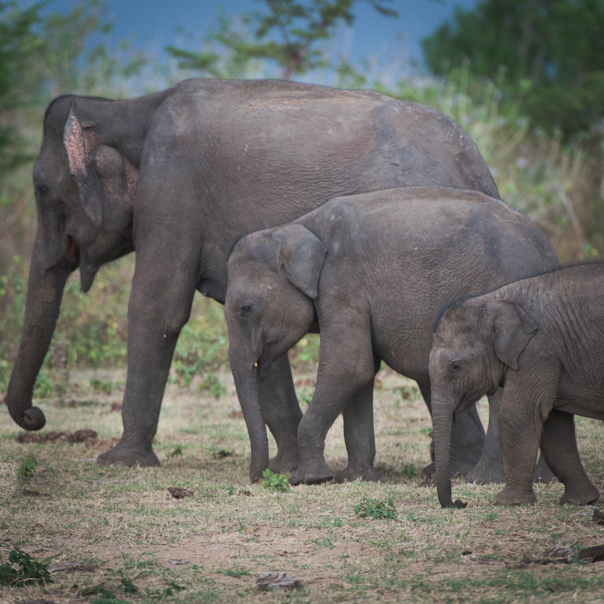 “Asian Elephant Behavior”