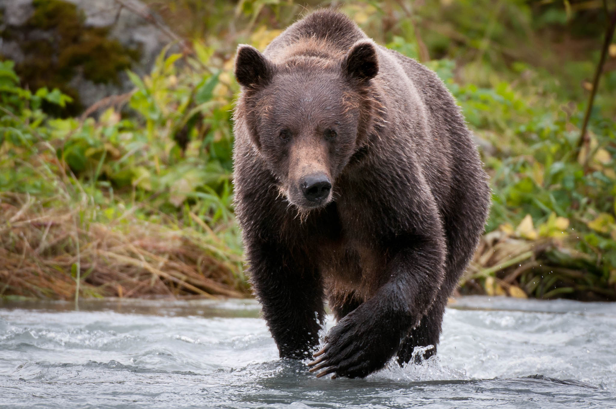 Wild grizzly in Alaska