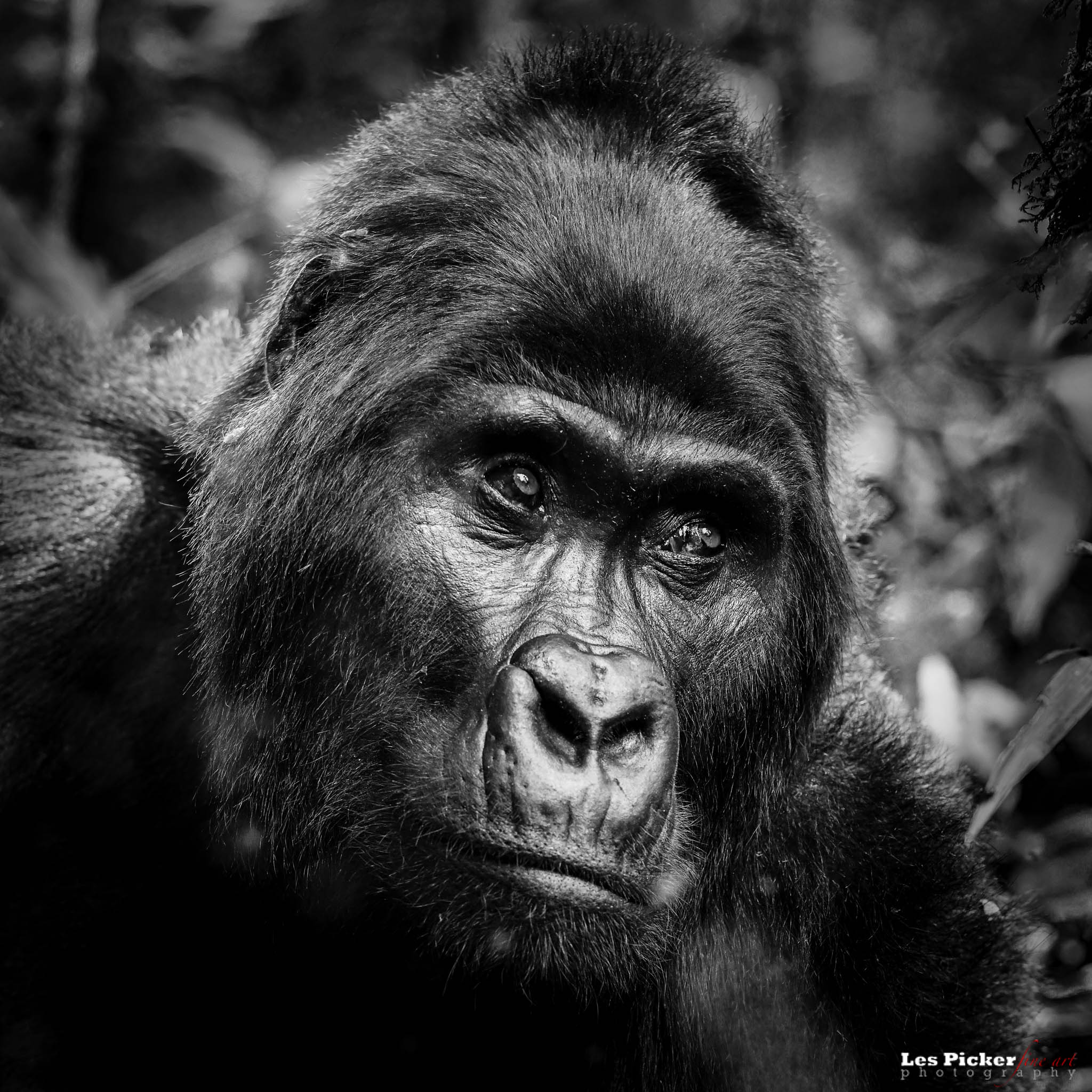 Photographing Mountain Gorillas