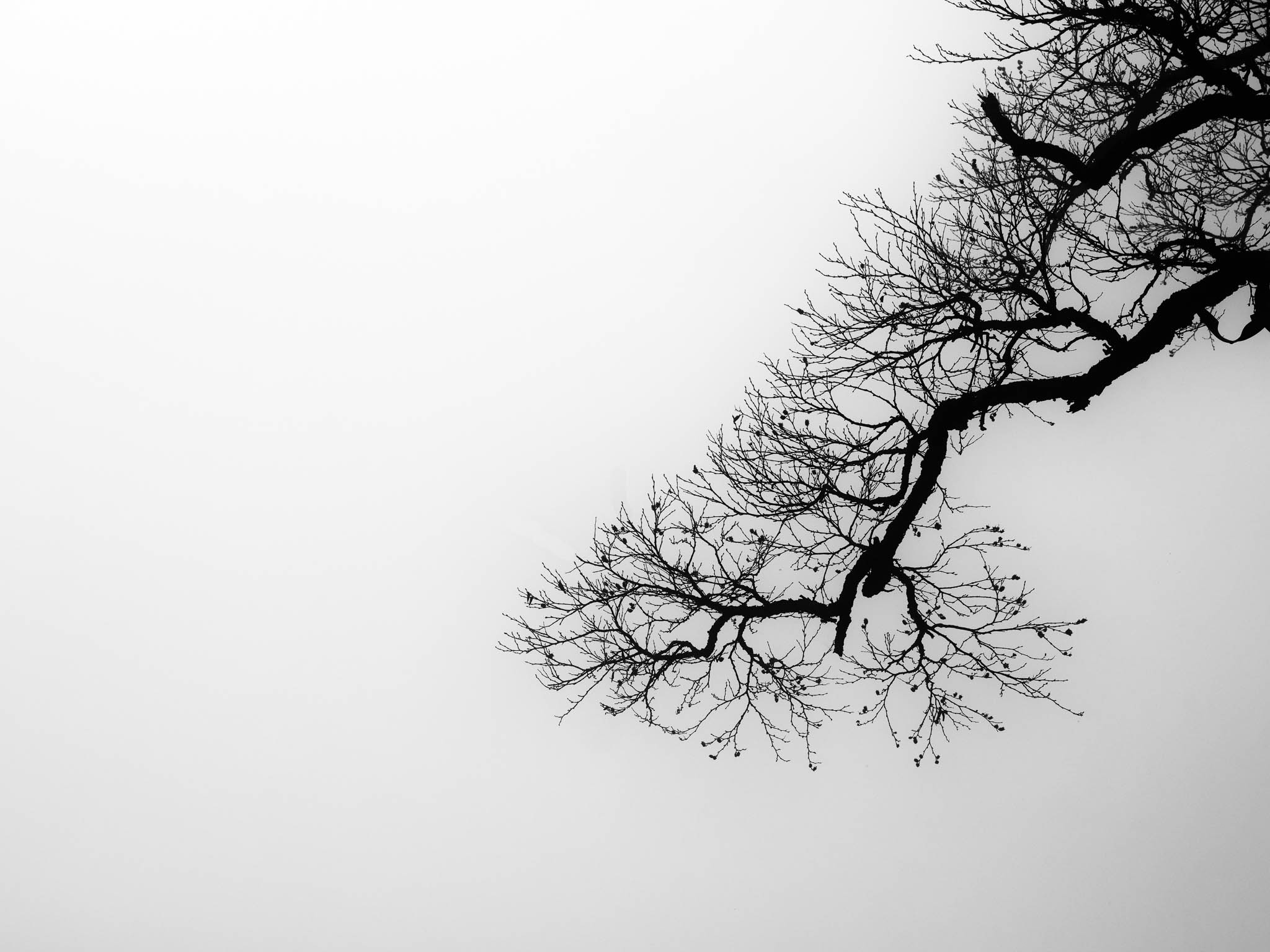 Photographing Bonsai