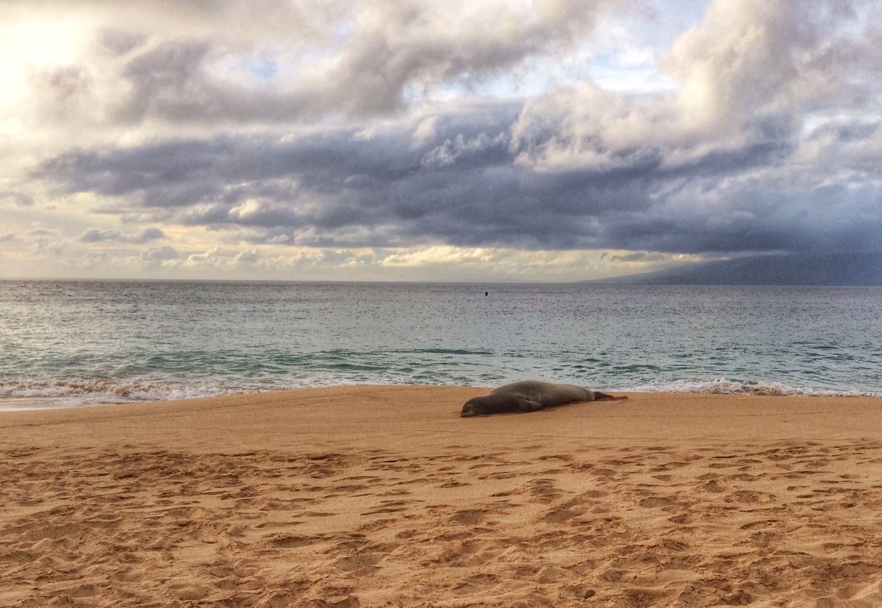 Hawaiian Monk Seal