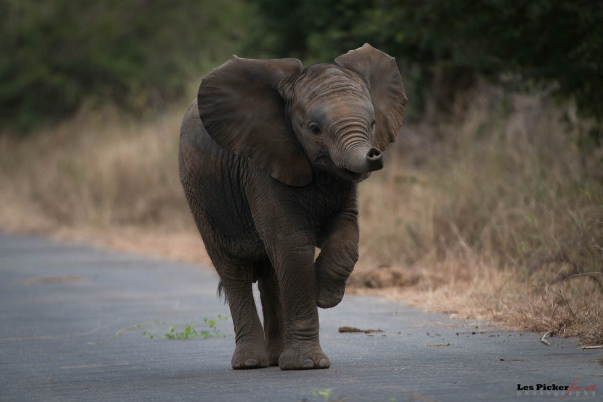 Elephants Crossing Road