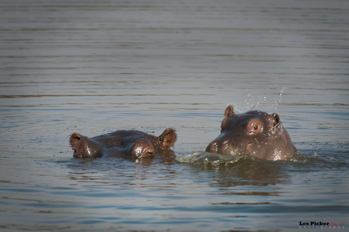 Of Hippos and Babies