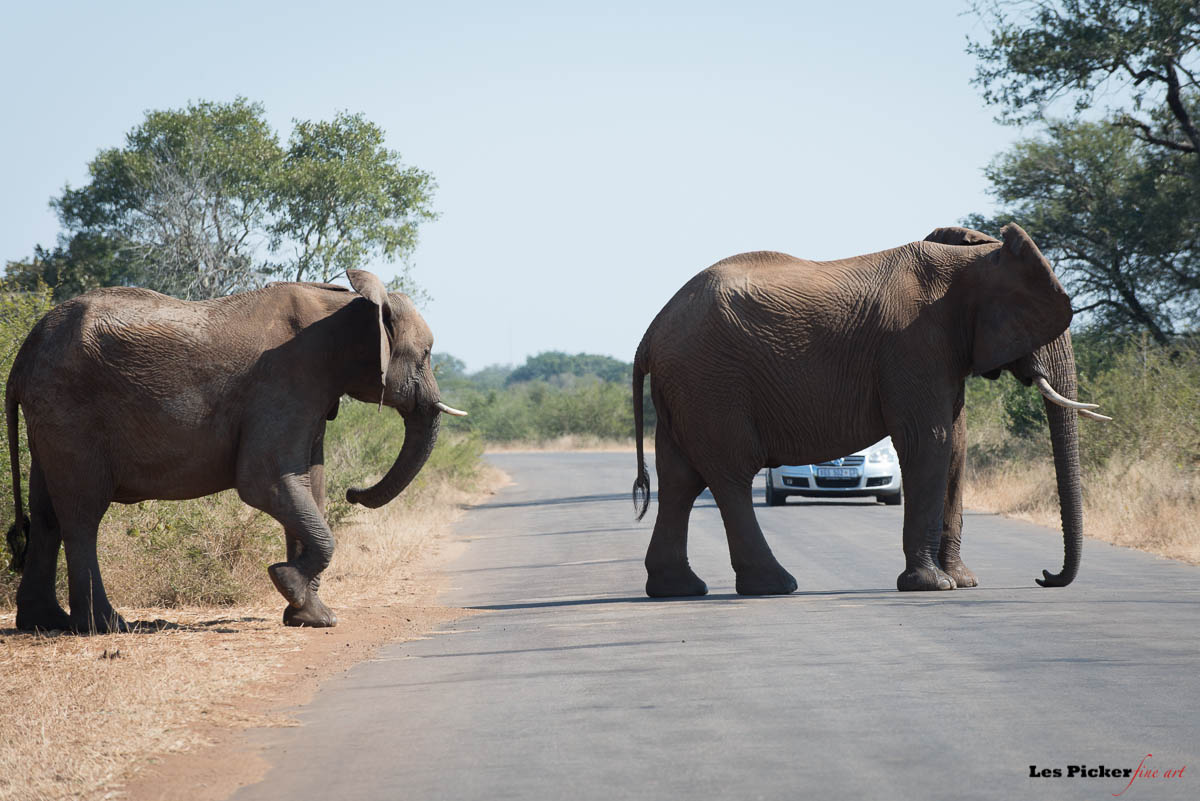 Elephants Crossing Road Lpfa