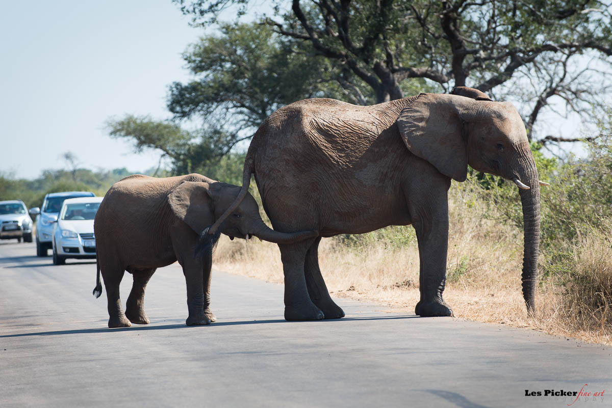 Elephants Crossing Road Lpfa