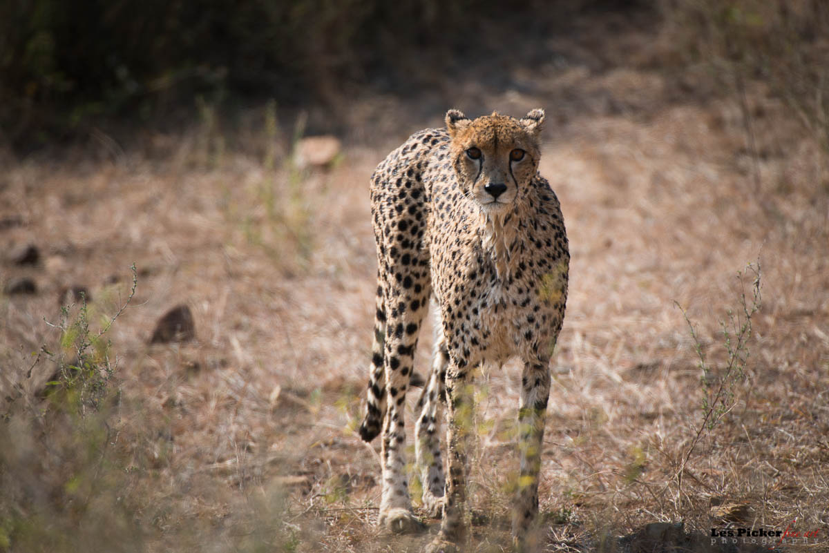 Cheetah!