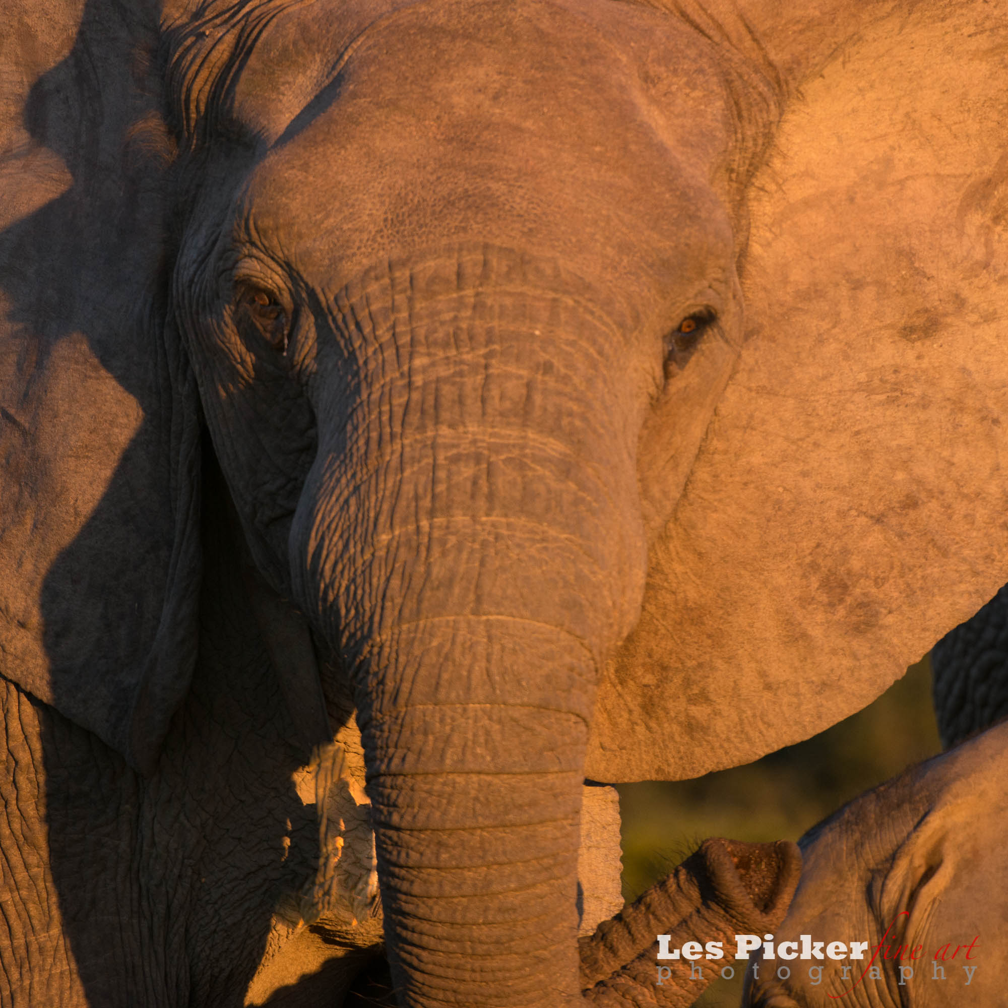 Photographing Elephants