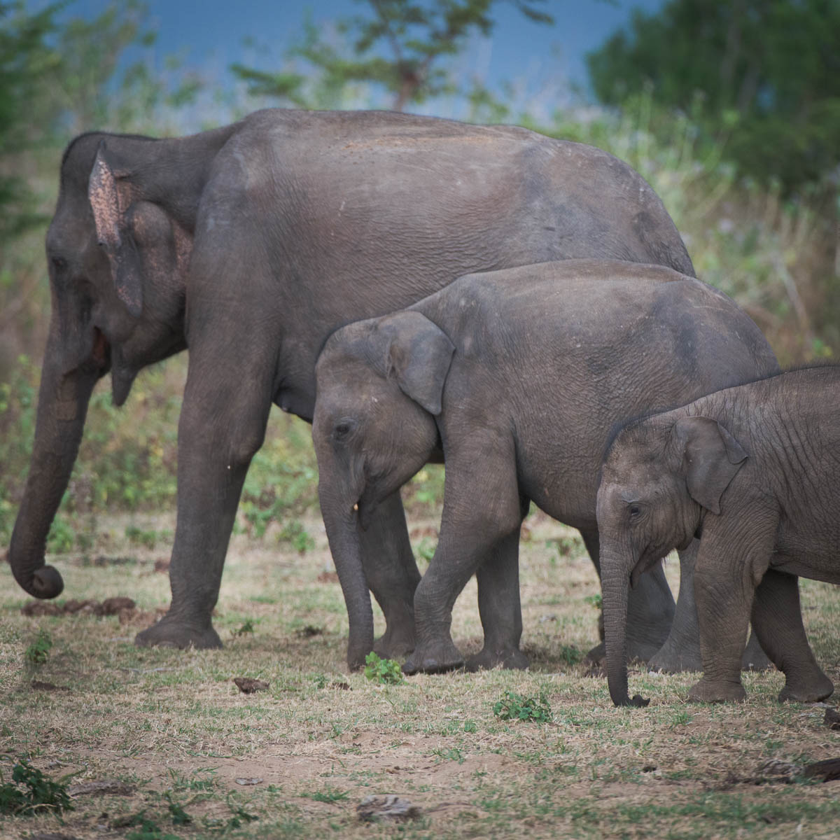  Asian Elephant Behavior LPFA