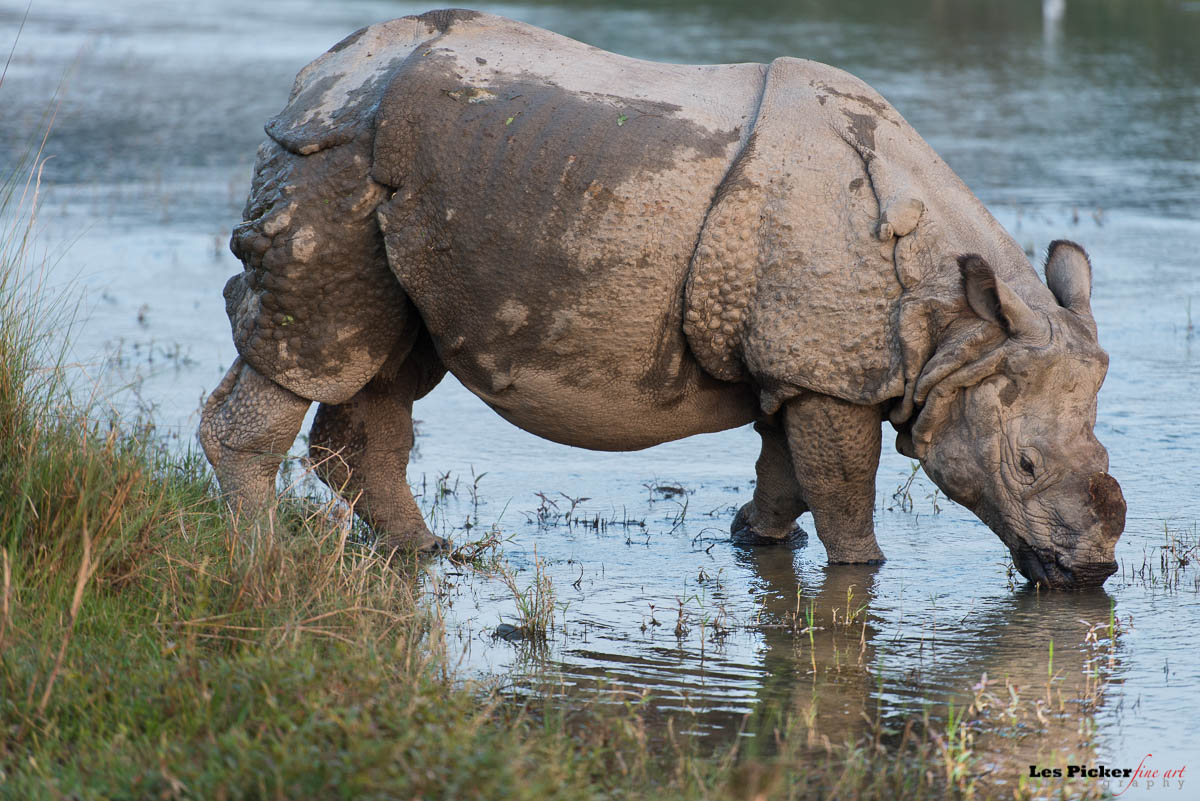 Nepal’s Chitwan National Park