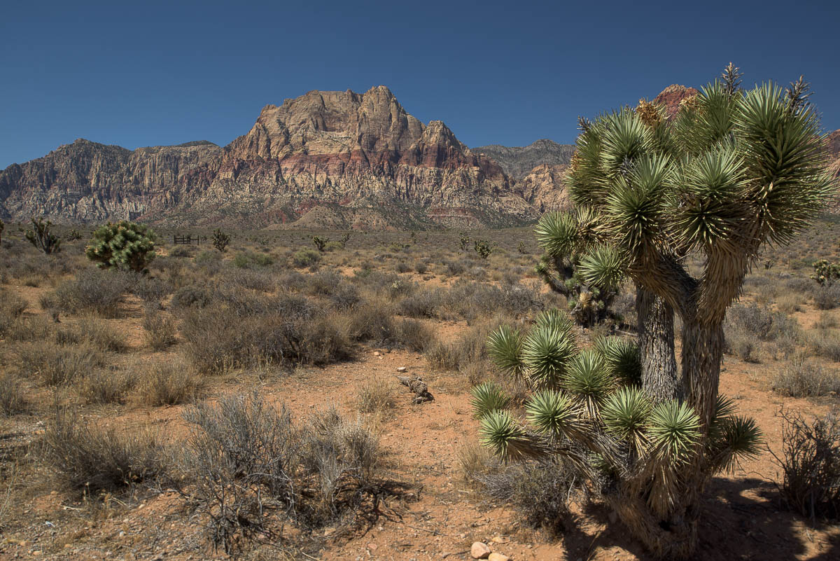 Red Rock Canyon