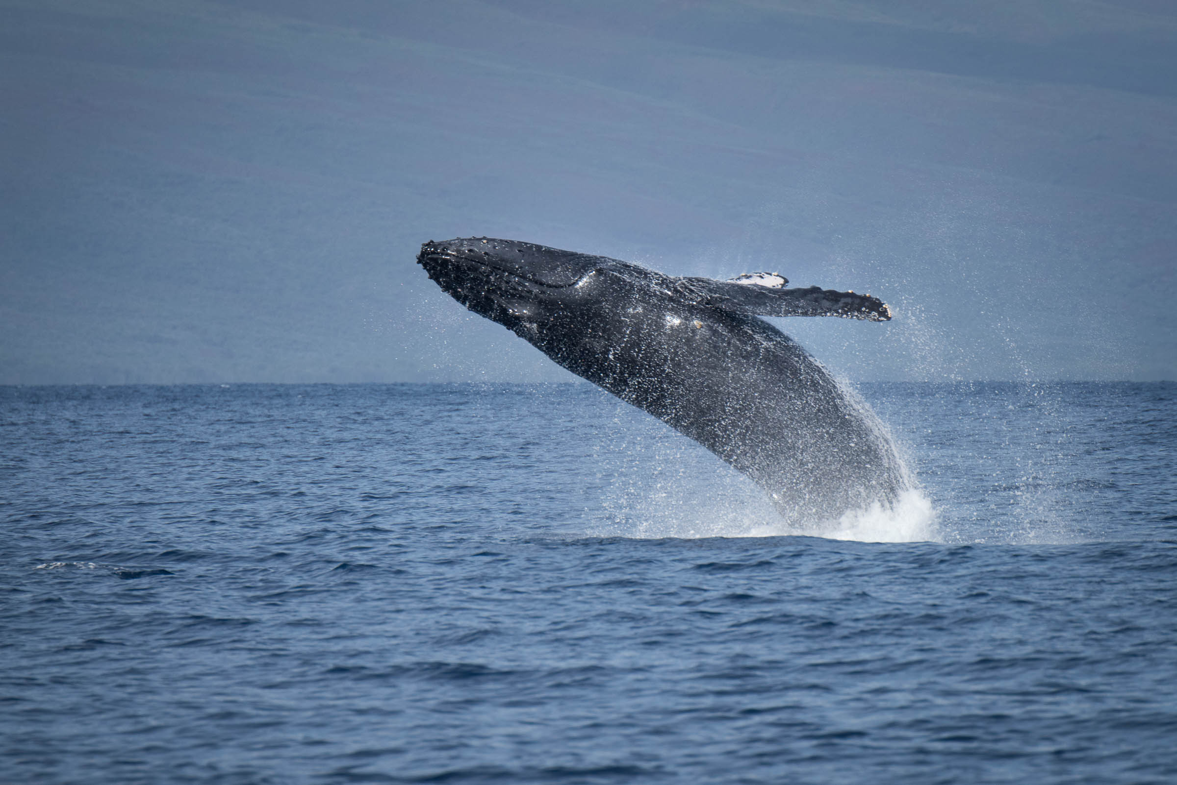 Breaching Whales - LPFA