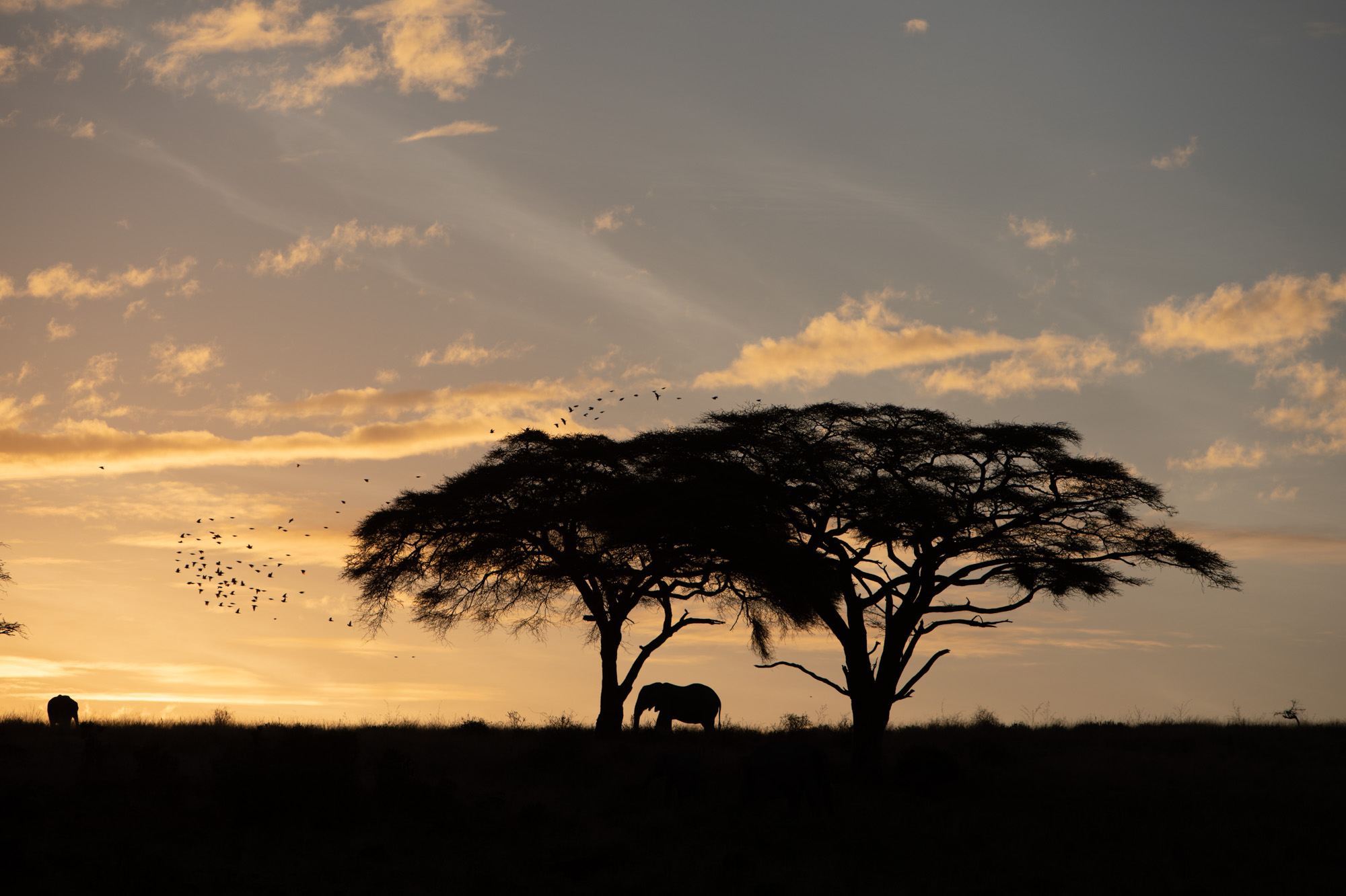 Ultimate African Photo Adventure
Mountain Gorillas & Serengeti Migration
June 2022