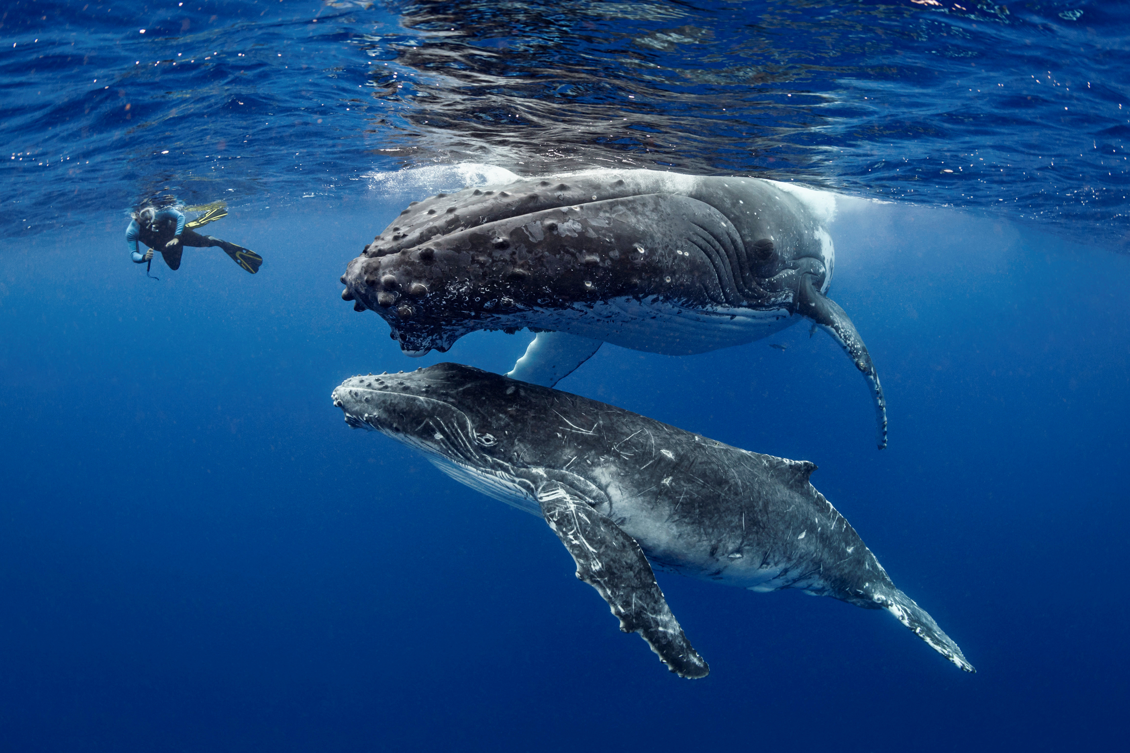 Tonga - Humpback Whales
& New Zealand October 2022