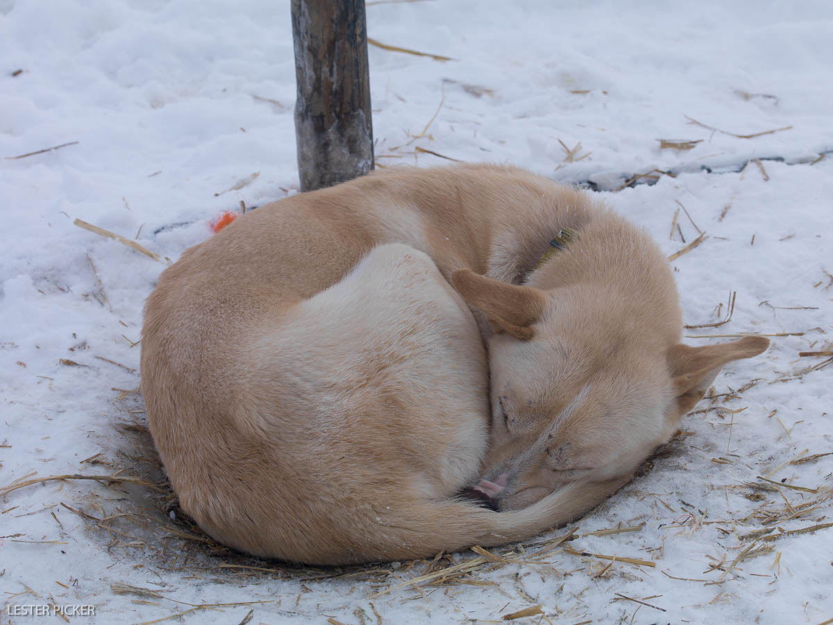 Dogsledding in Lapland, Finland