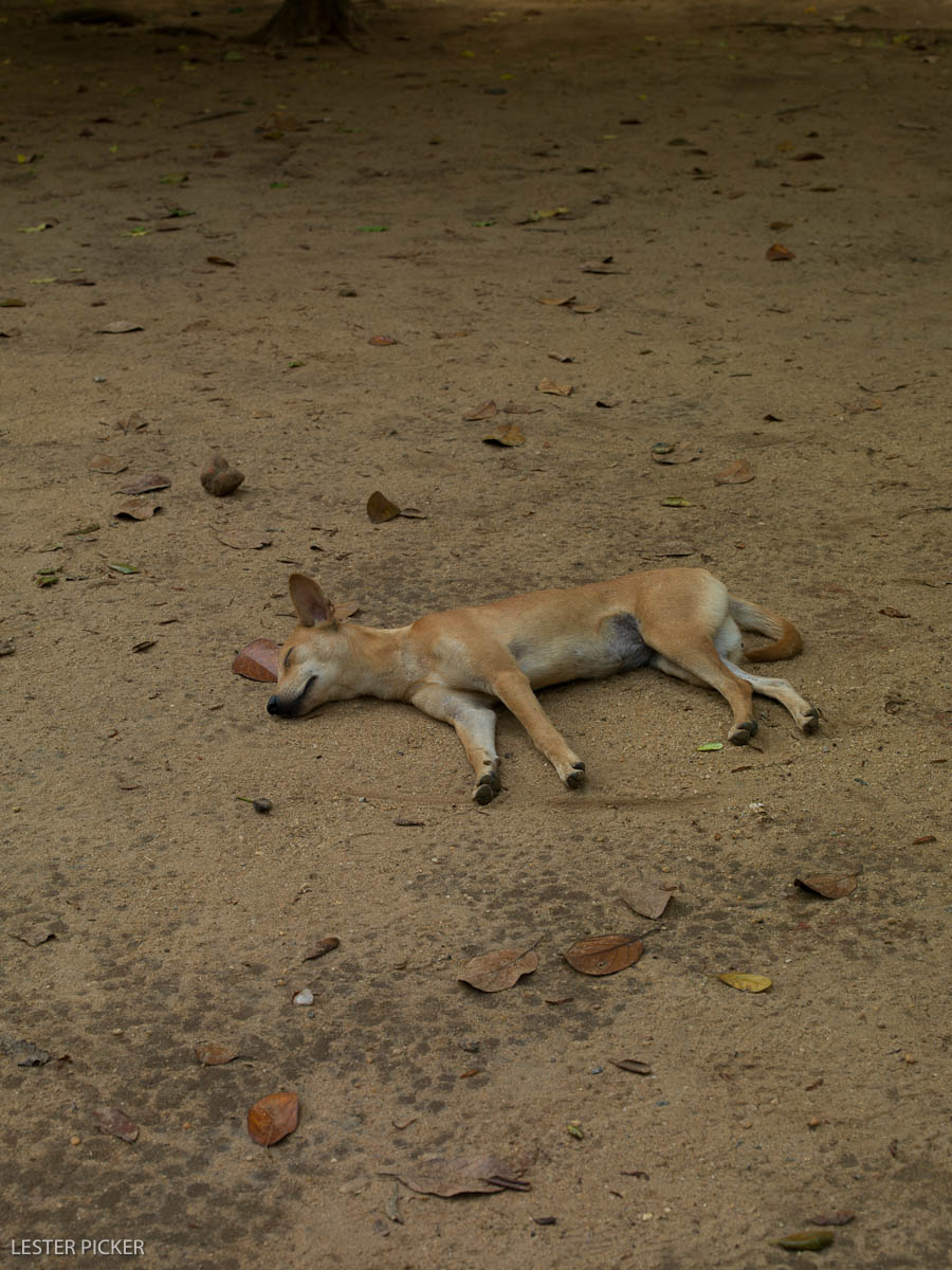 Sri Lanka: Going to the Dogs