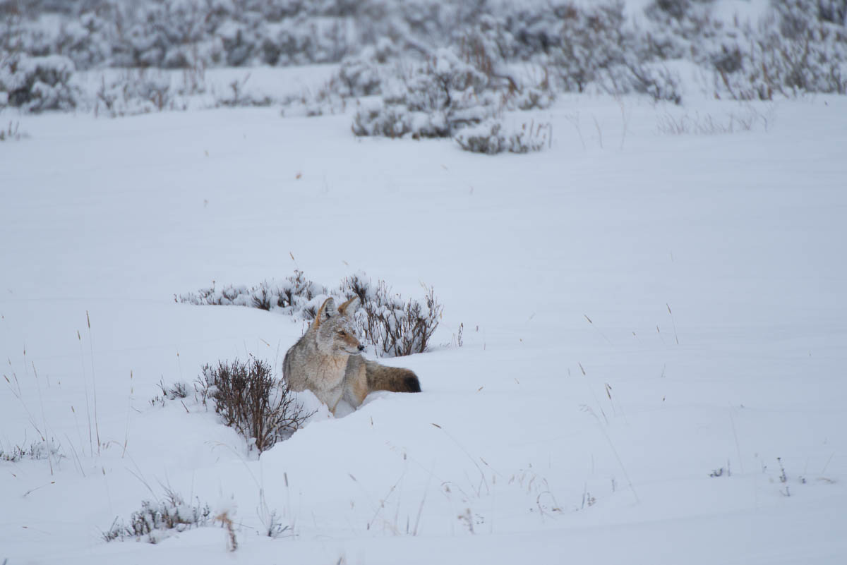 Yellowstone in Winter