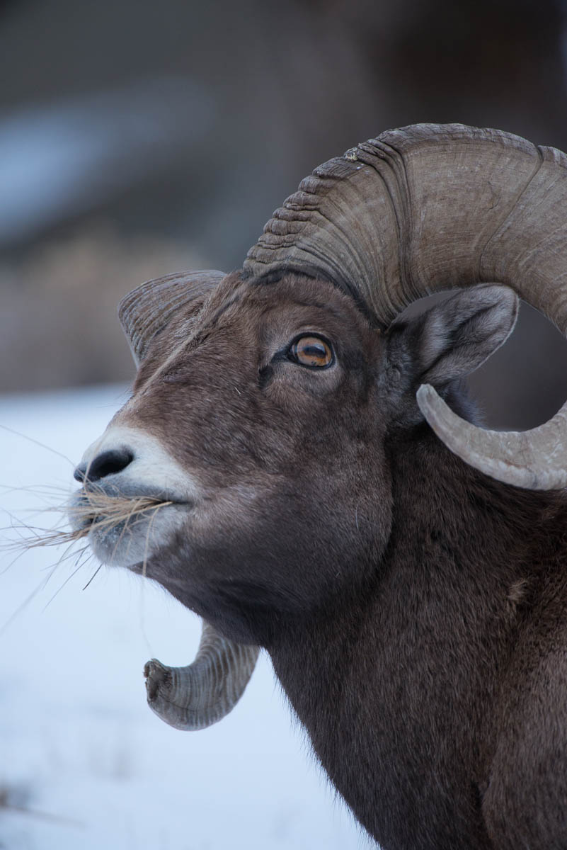 Just Another Day in Yellowstone