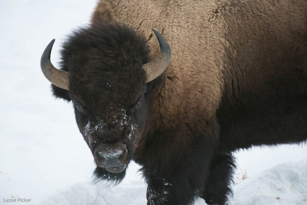 Yellowstone Bison